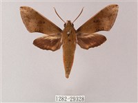 藏品(臺灣白肩天蛾)的圖片