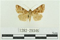 藏品(弧角散紋夜蛾)的圖片