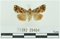 藏品(粉紅帶散紋夜蛾)的圖片