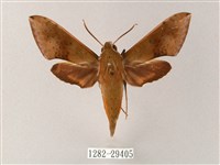 藏品(臺灣白肩天蛾)的圖片