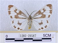 藏品(粉蝶燈蛾)的圖片