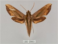 藏品(斜綠天蛾)的圖片