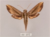 藏品(斜綠天蛾)的圖片