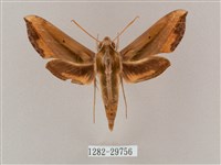 藏品(斜綠天蛾)的圖片