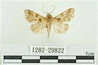 藏品(弧角散紋夜蛾)的圖片