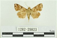 藏品(弧角散紋夜蛾)的圖片