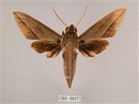 藏品(背帶斜紋天蛾)的圖片