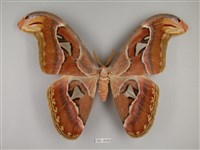 藏品(皇蛾)的圖片