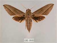 藏品(背帶斜紋天蛾)的圖片