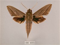 藏品(背帶斜紋天蛾)的圖片