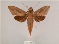 藏品(直翅斜紋天蛾)的圖片