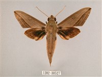 藏品(背帶斜紋天蛾)的圖片