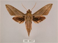 藏品(背帶斜紋天蛾)的圖片