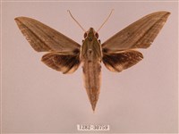 藏品(背帶斜紋天蛾)的圖片