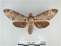 藏品(霜天蛾)的圖片