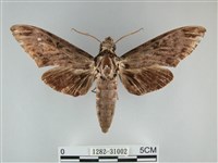 藏品(霜天蛾)的圖片