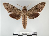 藏品(霜天蛾)的圖片