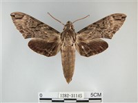 藏品(霜天蛾)的圖片