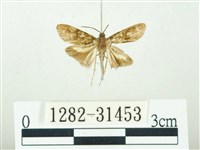 藏品(叉紋閃舞蛾)的圖片