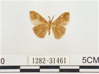 藏品(小白紋毒蛾)的圖片