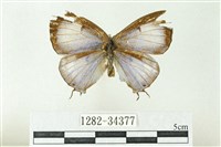 藏品(漣紋青灰蝶)的圖片