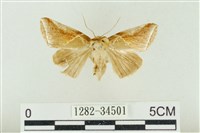 藏品(印華波紋蛾)的圖片