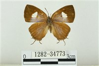 藏品(小鑽灰蝶)的圖片