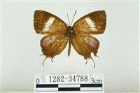 藏品(拉拉山鑽灰蝶)的圖片