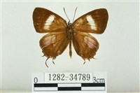 藏品(拉拉山鑽灰蝶)的圖片