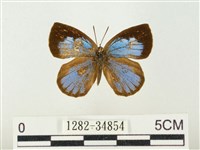 藏品(蔚青紫灰蝶)的圖片