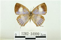 藏品(鋩灰蝶)的圖片