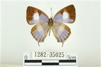 藏品(鋩灰蝶)的圖片