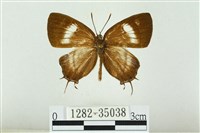 藏品(拉拉山鑽灰蝶)的圖片