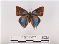 藏品(鈿灰蝶、黑星琉璃灰蝶)的圖片