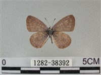 藏品(細灰蝶)的圖片