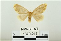 藏品(黑翅黃毒蛾)的圖片