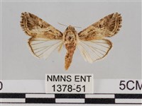 藏品(斜紋夜盜蛾)的圖片