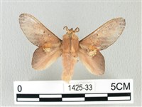 藏品(緣斑枯葉蛾)的圖片