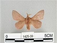 藏品(薄翅枯葉蛾)的圖片