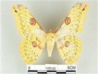藏品(黃豹天蠶蛾)的圖片