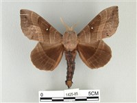 藏品(松大毛蟲)的圖片