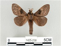 藏品(大斑Y毛蟲)的圖片