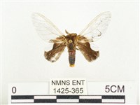 藏品(榕透翅毒蛾)的圖片