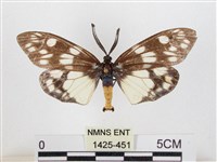 藏品(蓬萊茶斑蛾)的圖片