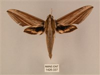 藏品(棕綠背線天蛾)的圖片