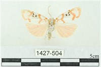 藏品(臺雪苔蛾)的圖片