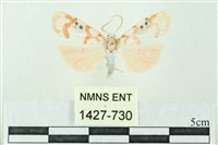 藏品(臺雪苔蛾)的圖片