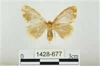 藏品(黑翅黃毒蛾)的圖片