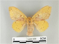 藏品(青枯葉蛾)的圖片