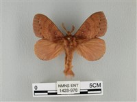 藏品(波紋枯葉蛾)的圖片